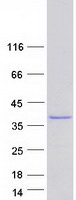 protq99439 cnn2 human recombinant protein