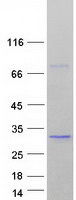 protq99470 sdf2 human recombinant protein