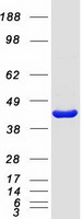 Coomassie blue staining of purified PAFAH2 protein