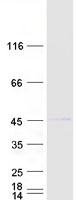 Coomassie blue staining of purified RNF2 protein
