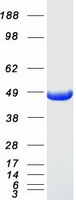 protq99536 vat1 human recombinant protein