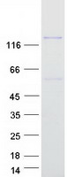 protq99570 pik3r4 human recombinant protein