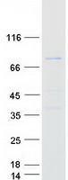 Coomassie blue staining of purified ZBTB18 protein