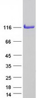 protq99613 eif3s8 eif3c human recombinant protein