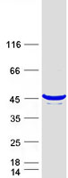 protq99614 ttc1 human recombinant protein