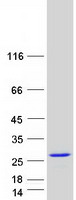 protq99653 chp1 human recombinant protein