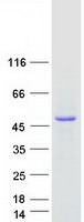 Coomassie blue staining of purified CGREF1 protein
