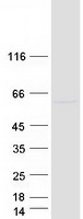 protq99687 meis homeobox 3 meis3 human recombinant protein