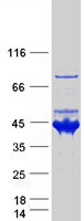 Coomassie blue staining of purified SEPTIN5 protein