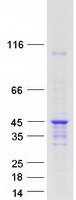 protq99729 hnrpab hnrnpab human recombinant protein
