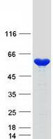 protq99733 nap1l4 human recombinant protein