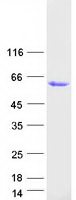 Coomassie blue staining of purified GPA33 protein