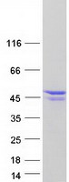 protq99873 prmt1 human recombinant protein
