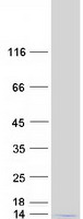 protq99880 hist1h2bl human recombinant protein