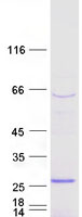 protq99909 ssx3 human recombinant protein