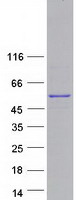 protq99952 ptpn18 human recombinant protein