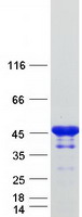 protq99962 sh3gl2 human recombinant protein