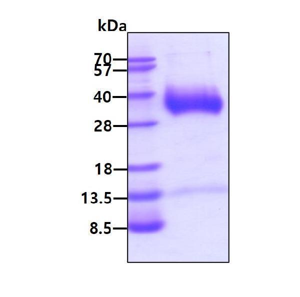 3ug by SDS-PAGE under reducing condition and visualized by coomassie blue stain