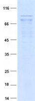 protq9bpz7 sin1 mapkap1 human recombinant protein