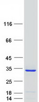 protq9bq50 trex2 human recombinant protein