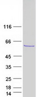 protq9bq87 tbl1y human recombinant protein