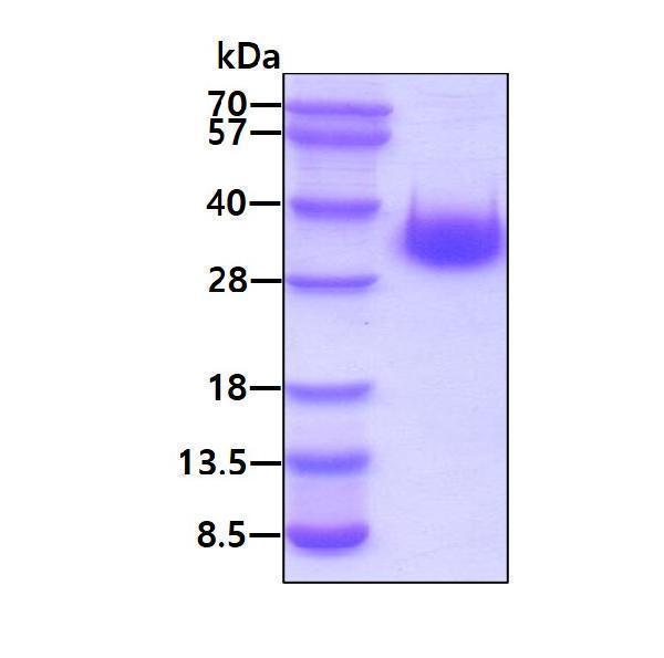 3ug by SDS-PAGE under reducing condition and visualized by coomassie blue stain