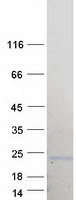 Coomassie blue staining of purified BCL7B protein
