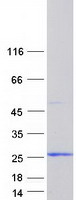 Coomassie blue staining of purified AIF1L protein
