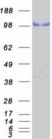 Coomassie blue staining of purified LPIN3 protein