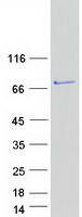 protq9bql6 kindlin fermt1 human recombinant protein