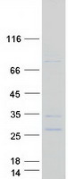 Coomassie blue staining of purified BPIFA3 protein