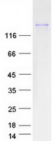 Coomassie blue staining of purified FYCO1 protein
