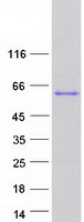 protq9bqw3 ebf4 human recombinant protein