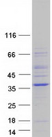 protq9br09 neurl2 human recombinant protein