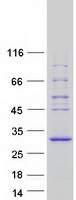 protq9br10 spata25 human recombinant protein