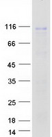 protq9br39 junctophilin 2 jph2 human recombinant protein
