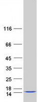 protq9bra2 txndc17 human recombinant protein