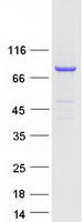 protq9brc7 plcd4 human recombinant protein