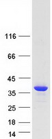 Coomassie blue staining of purified CPPED1 protein