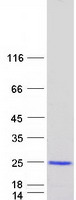 protq9brg1 vps25 human recombinant protein