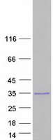 protq9brj6 c7orf50 human recombinant protein