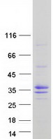 protq9brj9 mesp1 human recombinant protein