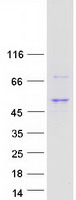 protq9brr3 tmem246 human recombinant protein