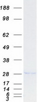 protq9brt9 sld5 gins4 human recombinant protein