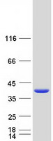 Coomassie blue staining of purified SIKE1 protein