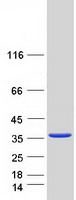 Coomassie blue staining of purified LXN protein