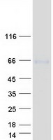 protq9bsa4 ttyh2 human recombinant protein