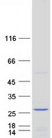 Coomassie blue staining of purified NTPCR protein
