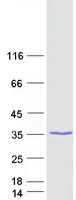 protq9bsh5 hdhd3 human recombinant protein