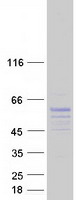 protq9bsw7 syt17 human recombinant protein